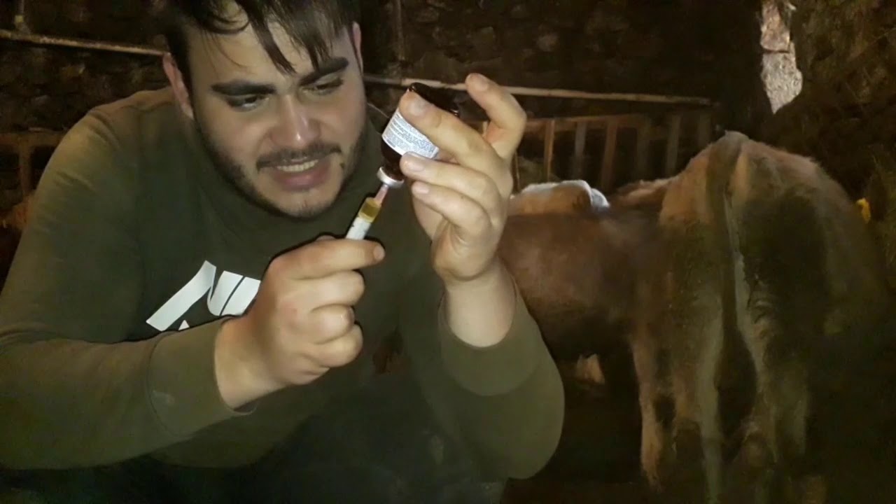 öksüren buzağılara ne iyi gelir... aşı yaptık..buzağı bakımı... #ilac #besi #köyhayatımuhteşem