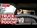 Tiny terrier driving big trucks gains fame | A Current Affair