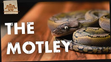 THE MOTLEY | Morph Spotlight