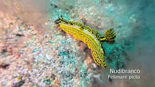Caleta de Fuste, Fuerteventura: Mero, Viejas y Pez Trompeta - Buceo Canarias