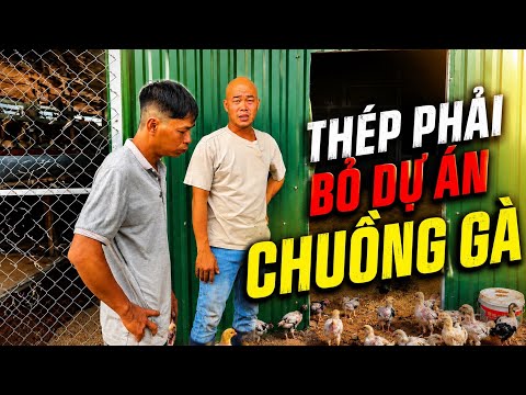 DỰ ÁN NUÔI GÀ PHẢI TẠM DỪNG NGUYÊN NHÂN LÝ DO TẠI SAO ?