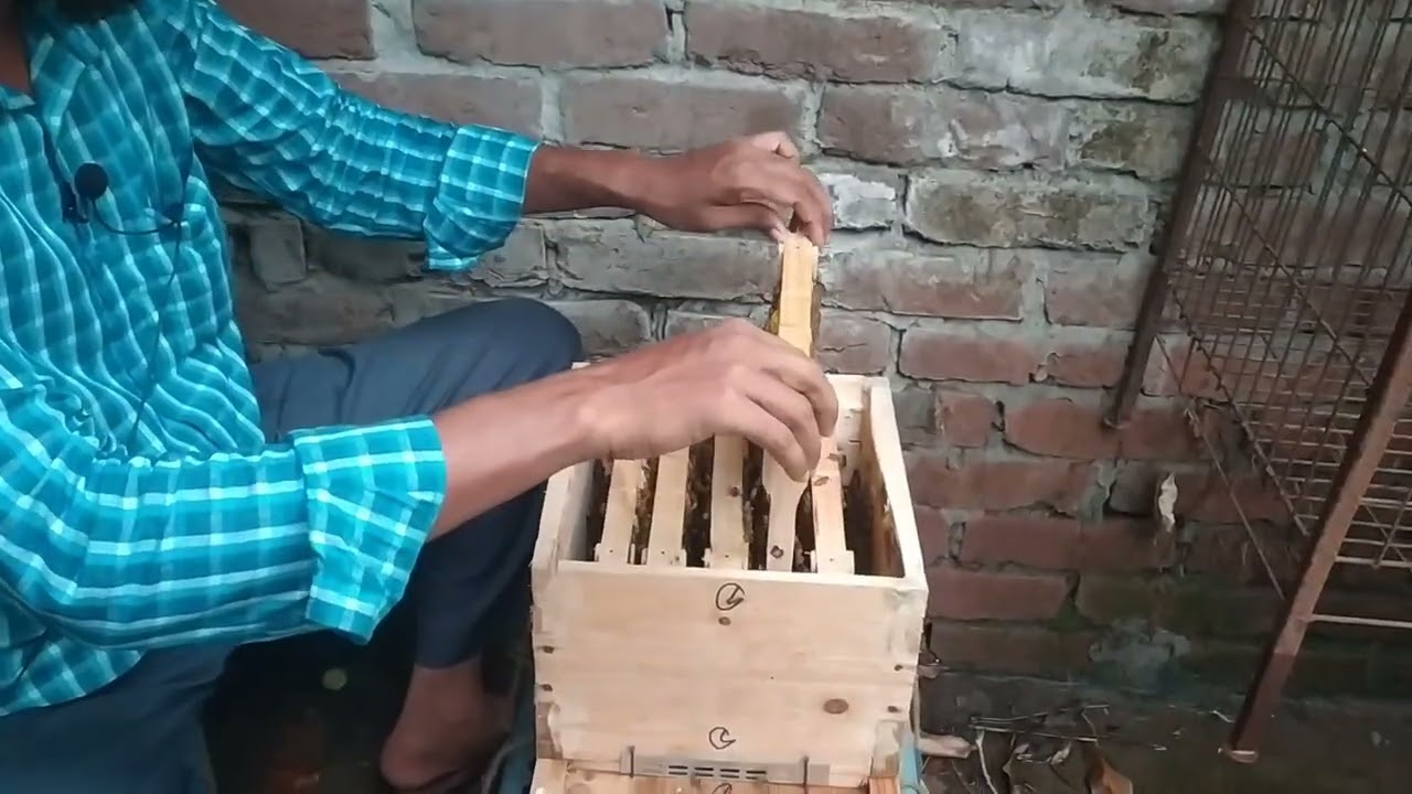 মৌমাছি পালন ও পরিচর্যা প্রশিক্ষণ