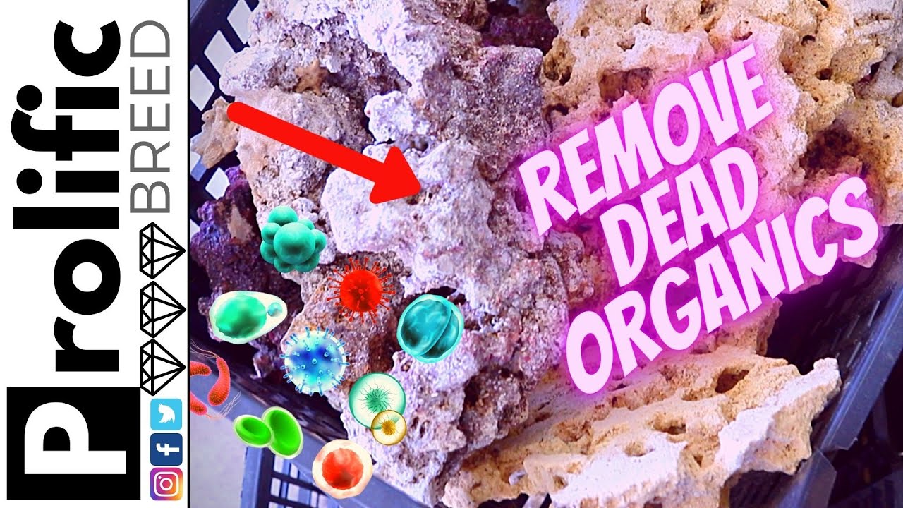 HOW TO CURE DRY REEF ROCK WITH BLEACH BUDGET REEF TANK YouTube