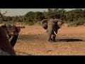 Worlds greatest elephant hunts