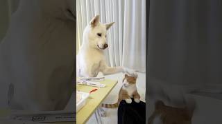 Funny Cats 😹 Episode 448 #Shorts