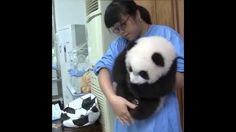 Just like a panda plush toy  More pandas  #Shorts #pandaworld #panda #pandas #pandabear