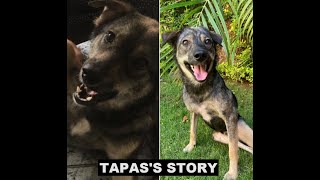 TAPASS STORY
