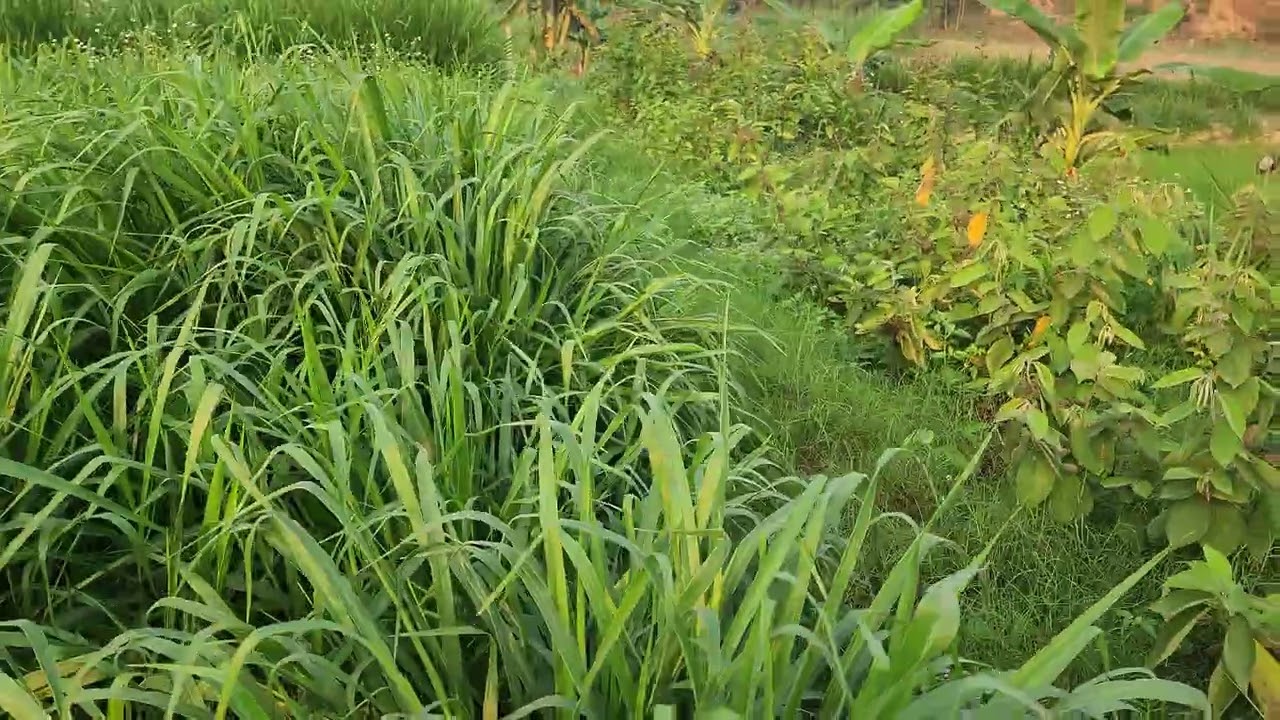 Giới Thiệu Cỏ Mulato 2 chăn nuôi gia súc tốt