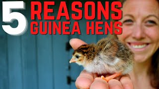 Top 5 Reasons You Need to Get Guinea Fowl - Raising Guinea Fowl Tips