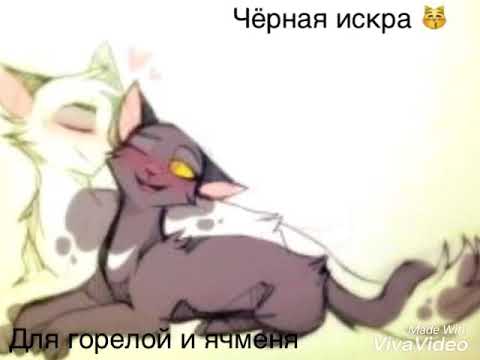 Ячмень коты воители