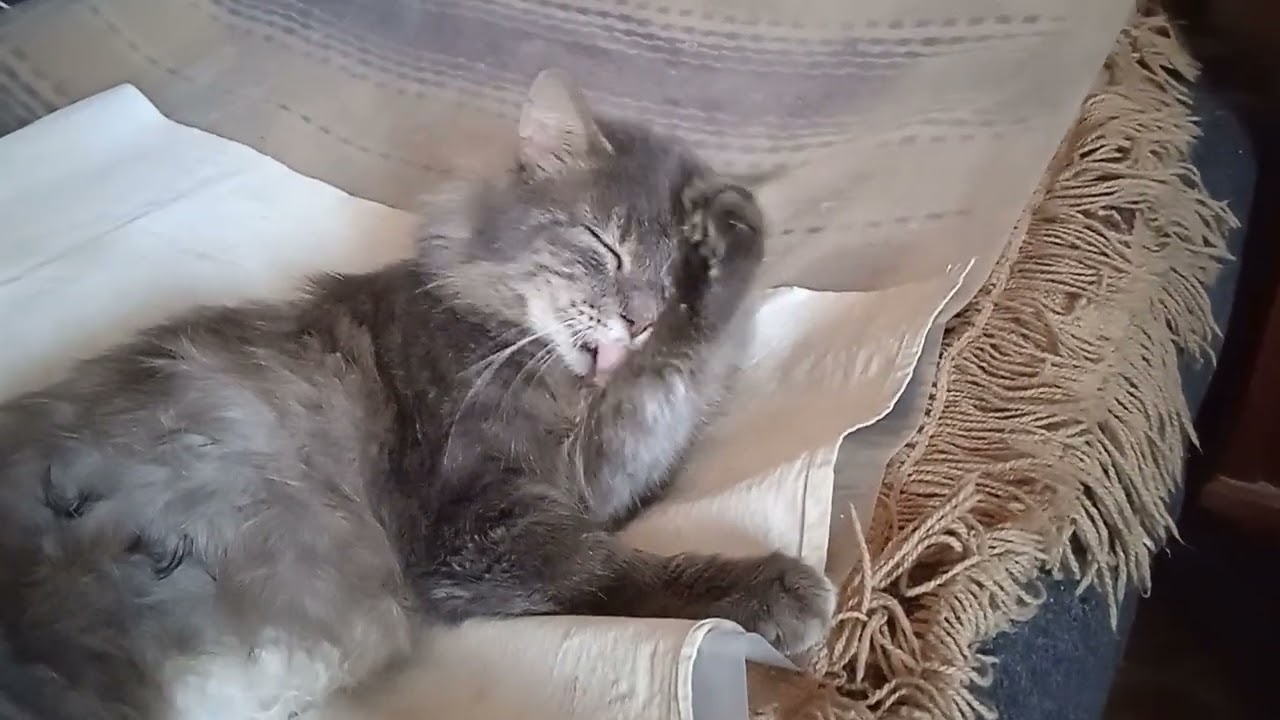 cat play 😺😀😀👍