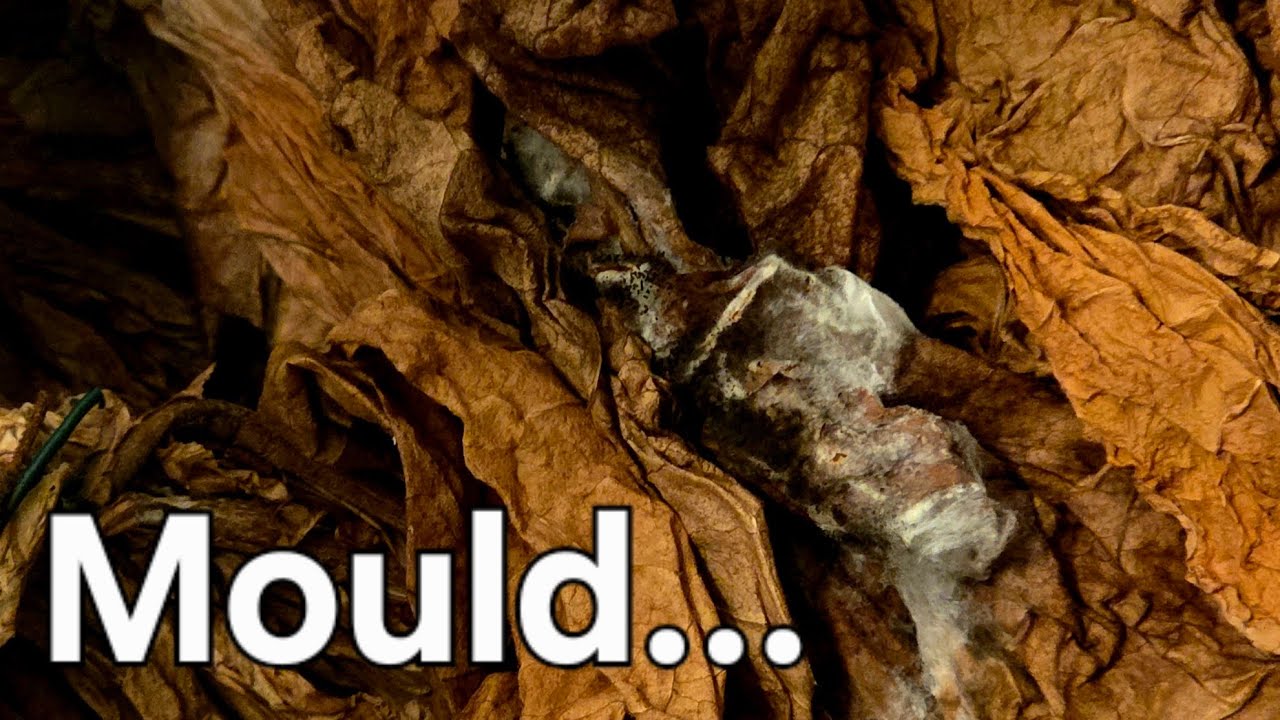can tobacco go mouldy Tobacco Project Update 🌿⚠️