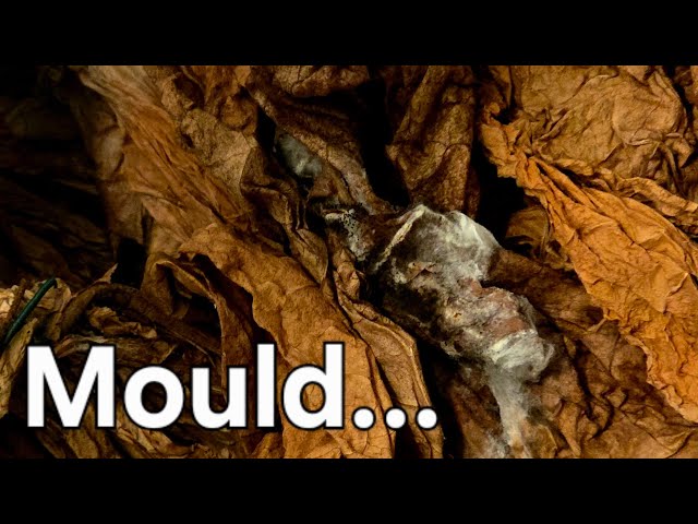 what does moldy tobacco look like Tobacco Project Update 🌿⚠️ | Cancelling the Fermentation Due to Mould  Issues
