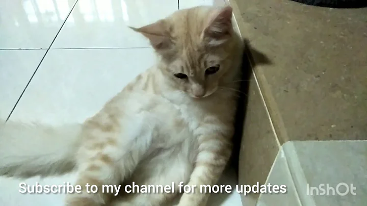 Video 503091: persian maine coon mix, cat old