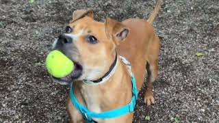 Meet Chosen A Terrier, Pit Bull Currently Available For Adoption 7172025 62709 Pm