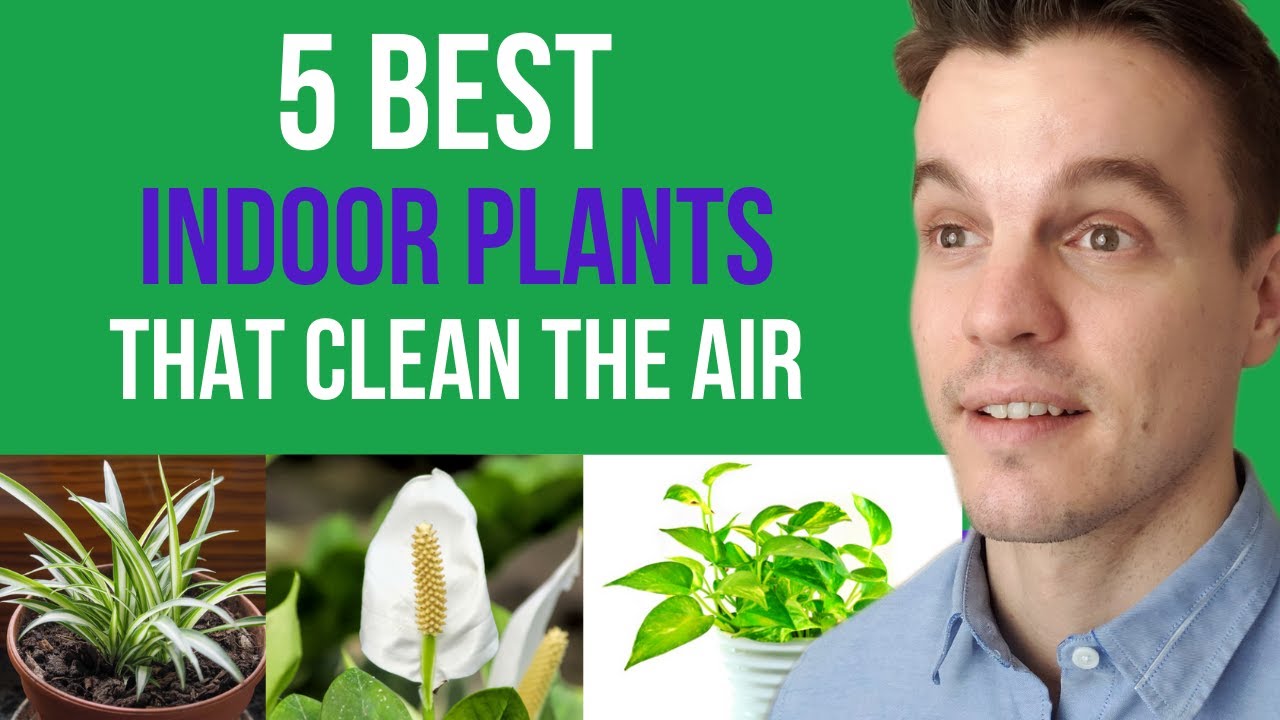 5 Best Indoor Plants That Clean The Air YouTube