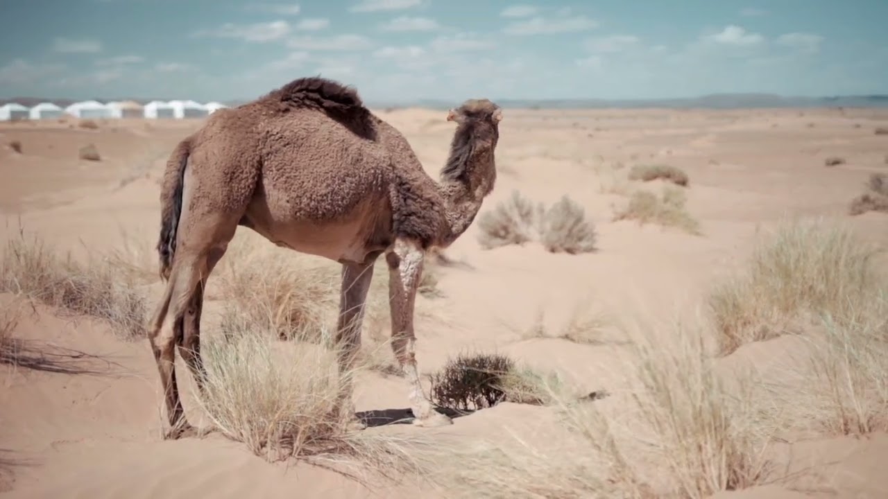 Camel Sound Effect