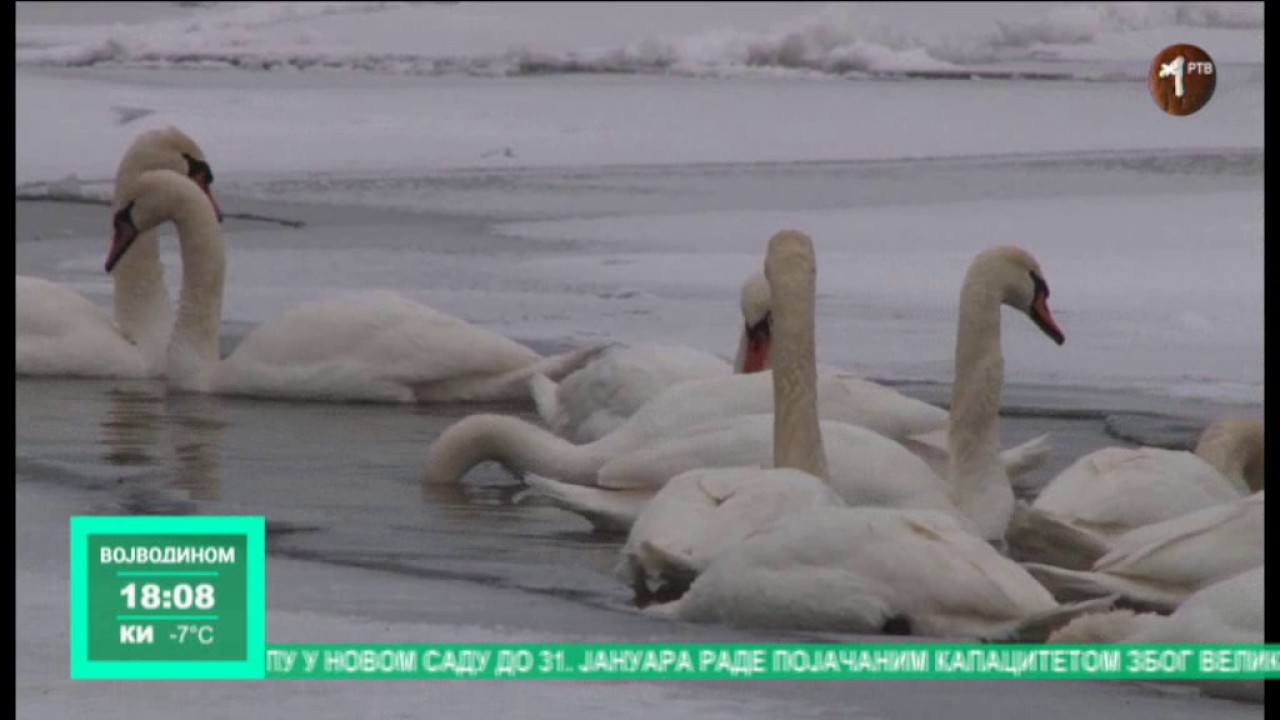 Labudovi jedva preživljavaju zimu