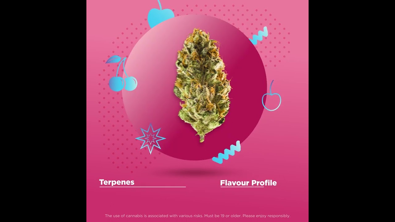 Redecan's Evergreen - Black Cherry Punch Strain