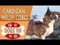 Dogs 101 - CARDIGAN WELSH CORGI - Top Dog Facts About the CARDIGAN WELSH CORGI