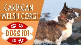 Dogs 101 - CARDIGAN WELSH CORGI - Top Dog Facts About the CARDIGAN WELSH CORGI Dogs 101 - CARDIGAN WELSH CORGI - Top Dog Facts About the CARDIGAN WELSH CORGI
