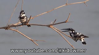 Gorgeous PIED KINGFISHERS, Thailand