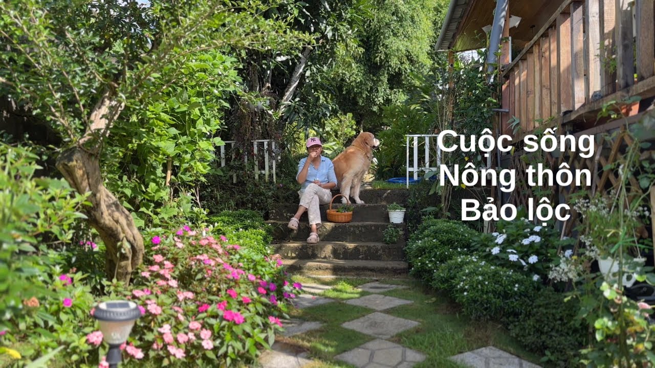 Cuộc sống nông thôn ở Bảo lộc | sống với chú chó vàng | thu hoạch rau
