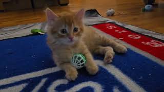 10 minutes of kittens playing. 6.5 weeks old!