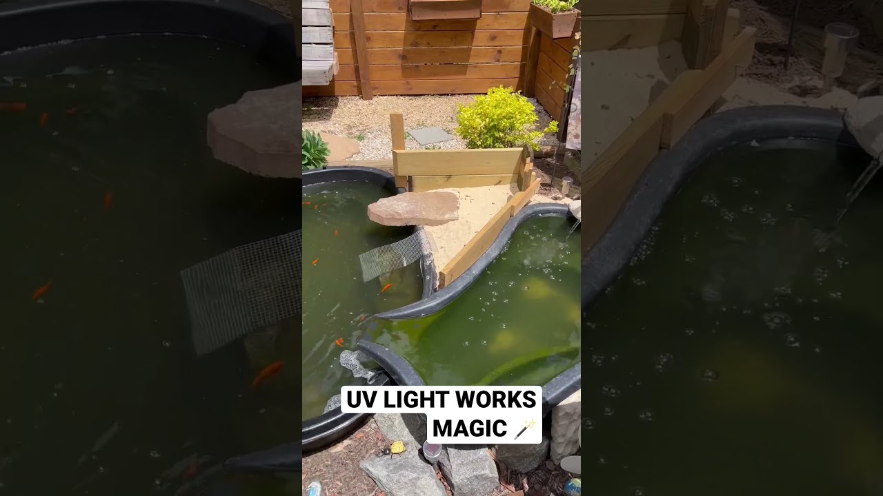 Pond Went From Green To Clear In 5 DAYS Shortsvideo Shortsfeed