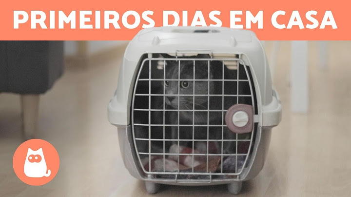 A CHEGADA DE UM GATO em CASA 😺🏠 Preparativos e adaptação!