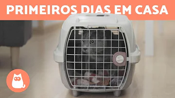 O que fazer quando um gato entra em casa?