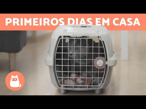 Vídeo: Como Tornar Sua Casa Confortável Para Um Gato Idoso