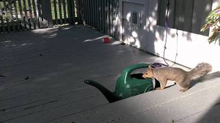 Squirrel Quickie 4 - Watering Can