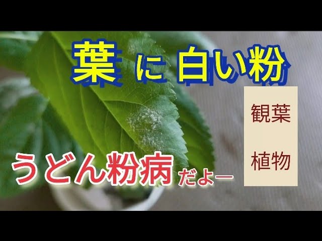 観葉植物 園芸 うどん粉病 これが白い粉の正体うどん粉病だよ Youtube 観葉植物 園芸 うどん粉病 これが白い粉の正体うどん粉病だよ Youtube