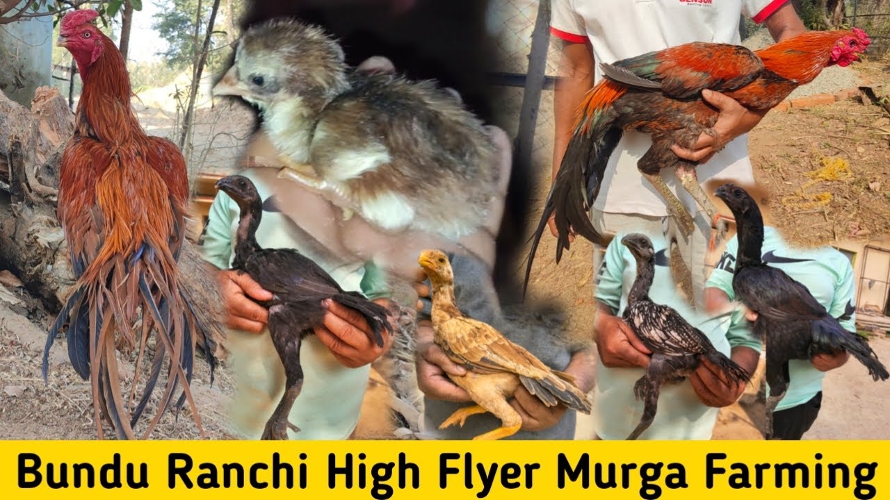 Bundu Tamar High Flyer Murga Farming || Ranchi Jharkhand Online Murga Sale || Black Skin Chicks