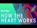 How the Heart Works | Physiology | Biology | FuseSchool