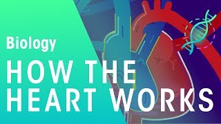 How the Heart Works | Physiology | Biology | FuseSchool