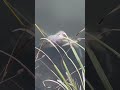 Ловля краба #тревогадима