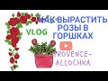 КАК я ВЫРАЩИВАЮ РОЗЫ в горшках.В саду у provence-allochka