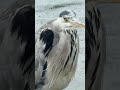 "A grey heron stands in shallow water on the Serpentine during rain in the morning 🐦🌧️🌊"
