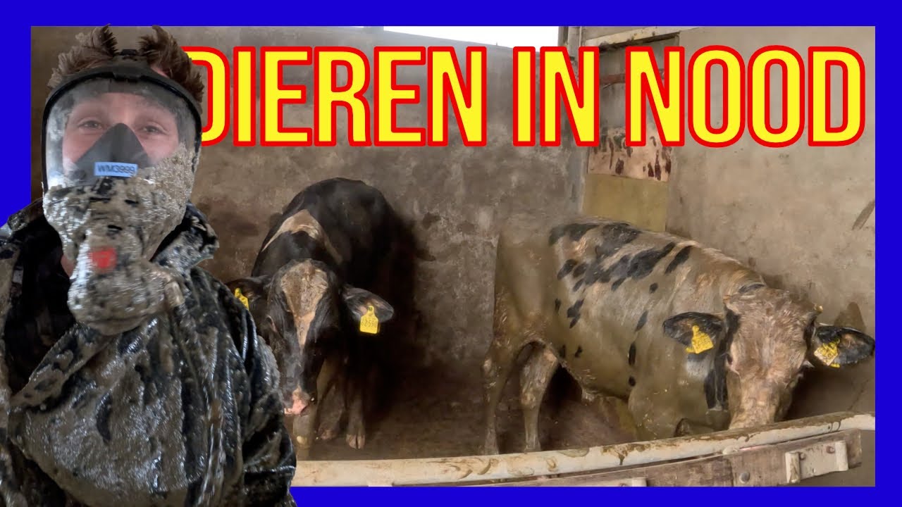 Теленок в яме - ДОБРОВОЛЬЦЫ ГОЛЛАНДСКИЕ ПОЖАРНЫЕ -