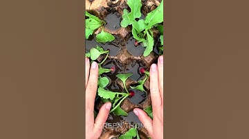 Planting seeds: smart tips for gardening 🌱 #shorts #planting #garden #diy #seed