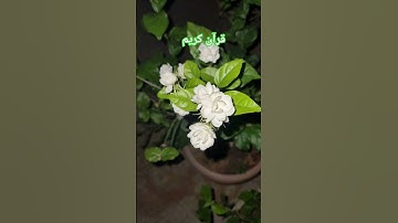 #المصحف #اكسبلور #قرآن #قران_كريم #تلاوة_خاشعة #لايك #محمد