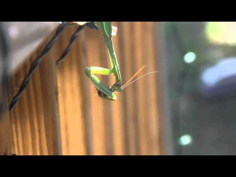 Mantis Feeding on a Stinkbug