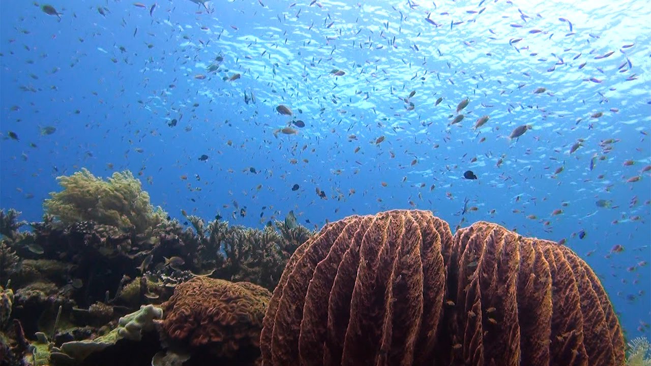 Korallendreieck Korallendreieck