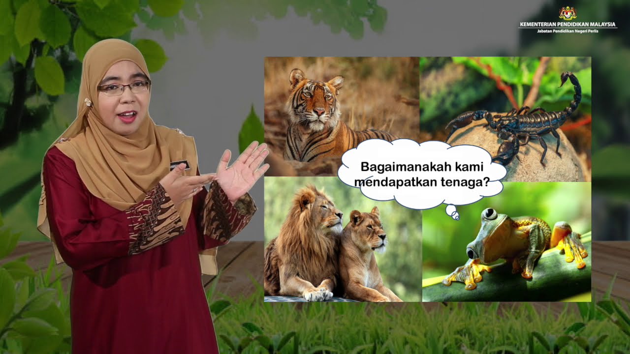 Sains Darjah 5 Proses Hidup Haiwan Hubungan Makanan Antara Hidupan Youtube