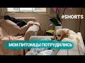 Потрудились мои домашние питомцы:) #shorts