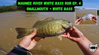 Maumee River White Bass Run Fishing Ep. 4! (Big Smallmouth Bass Caught)
