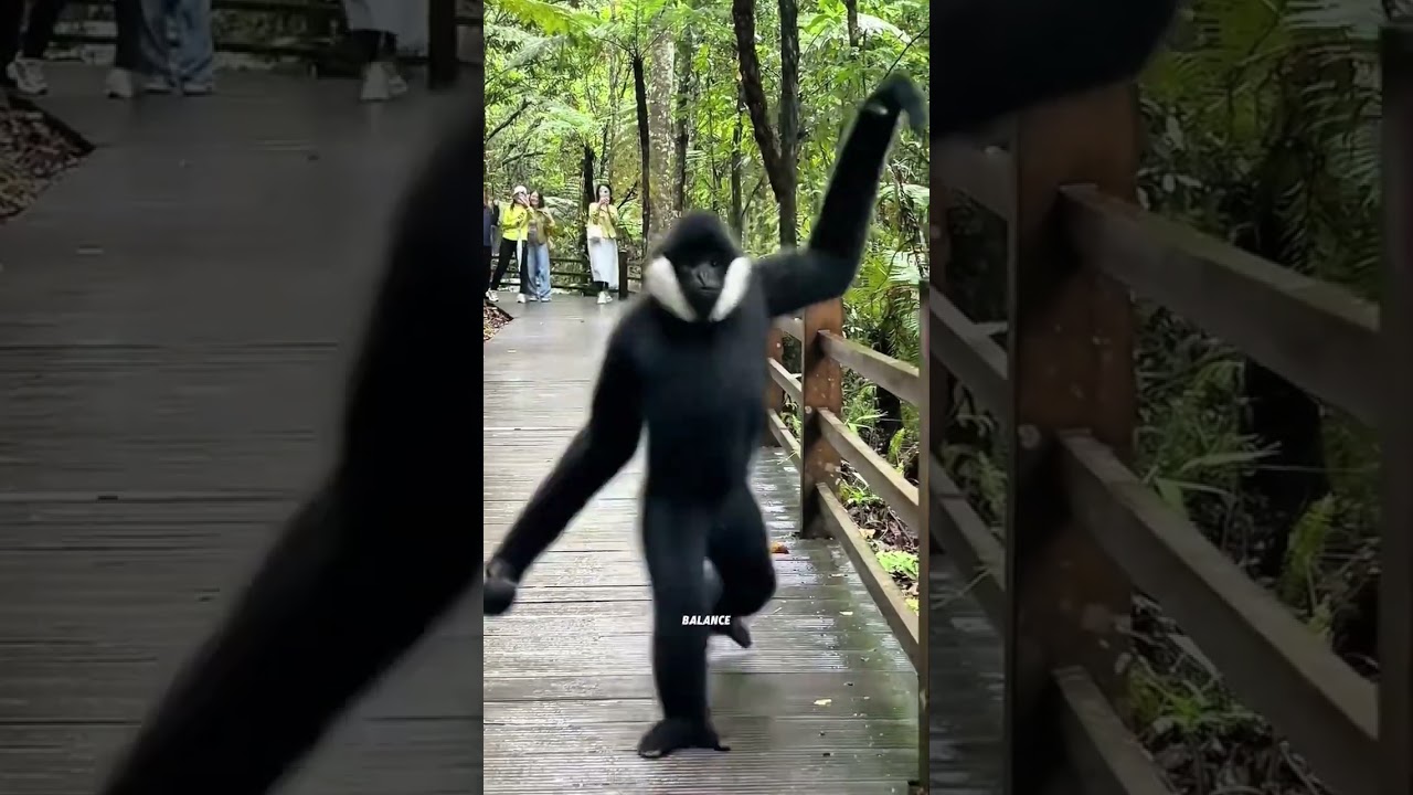 Гиббоны любят обниматься. 