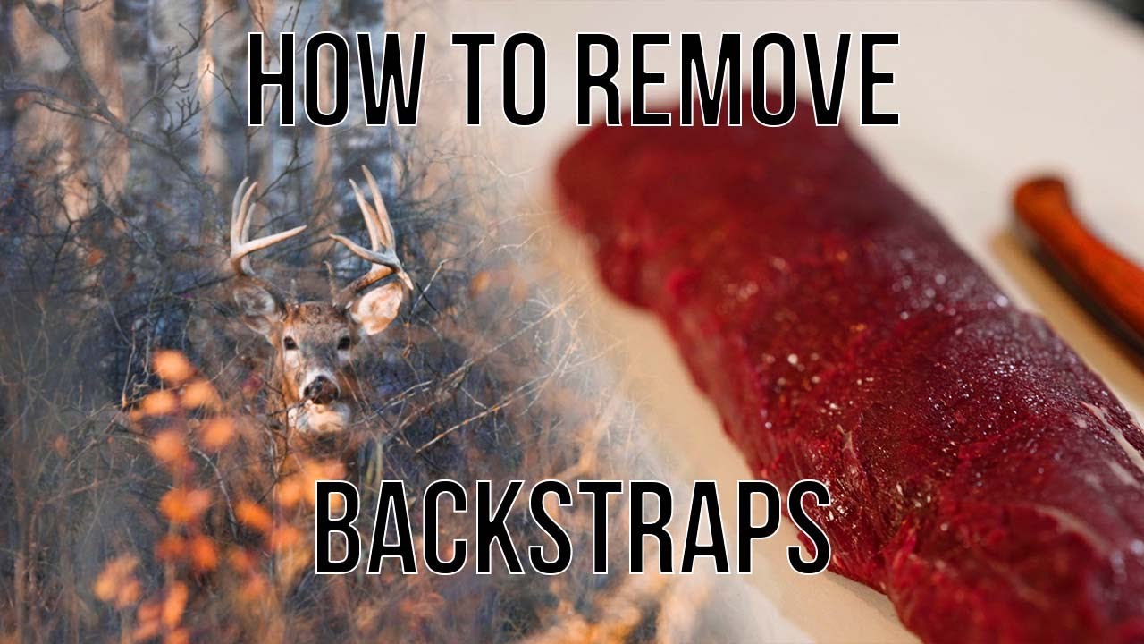 How to Remove a Deer Backstrap YouTube